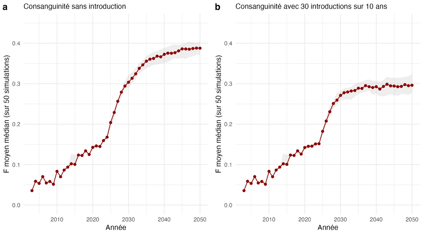 Figure 6 du rapport : consanguinité moyenne simulée, sans introduction (a) et avec 30 ours introduits sur dix ans (b) ; médiane de 50 simulations.